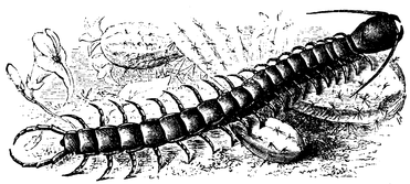 Respiratory - Centipedes